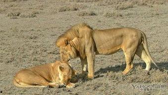 犀牛配种成功的视频,成功配种视频见证生命奇迹