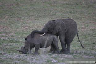 犀牛配种成功的视频,成功配种视频见证生命奇迹