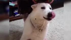 搞笑狗狗小视频,狗狗小视频里的欢乐时光