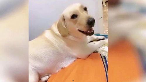 搞笑狗狗小视频,狗狗小视频里的欢乐时光