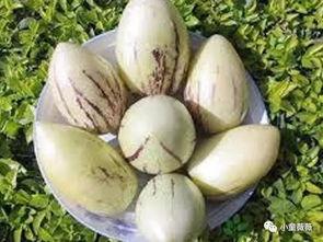 人参果视频,揭秘神奇果实背后的神奇功效与种植奥秘