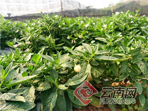 人参果视频,揭秘神奇果实背后的神奇功效与种植奥秘