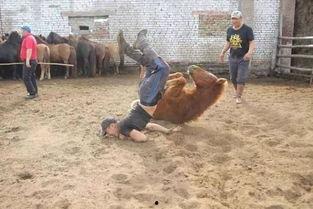 蒙古搞笑视频,蒙古搞笑视频集锦