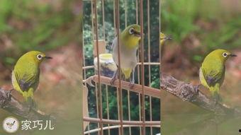 捕绣眼鸟视频,一场视觉与自然的邂逅
