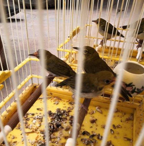 捕绣眼鸟视频,一场视觉与自然的邂逅