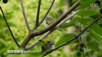 捕绣眼鸟视频,一场视觉与自然的邂逅