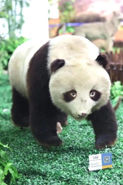 今日王瓜店大集开放吗,今日王瓜店大集开放情况一览