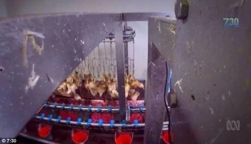 屠宰场视频,揭秘现代屠宰场真实操作过程