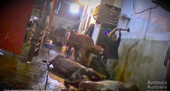 屠宰场视频,揭秘现代屠宰场真实操作过程