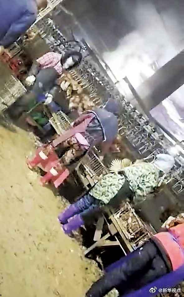 屠宰场视频,揭秘现代屠宰场真实操作过程