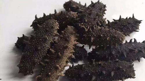 海参视频,海洋珍品背后的奥秘与价值