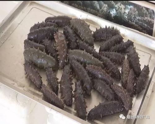 海参视频,海洋珍品背后的奥秘与价值