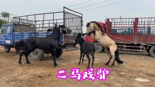 马和驴配种视频,探索跨物种繁殖的奥秘