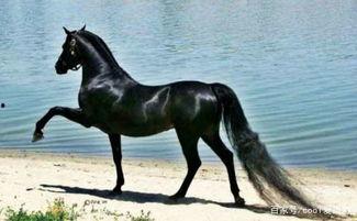 马和驴配种视频,探索跨物种繁殖的奥秘