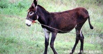 马和驴配种视频,探索跨物种繁殖的奥秘