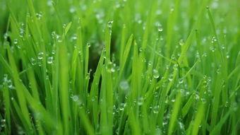 青草视频大全,捕捉自然之美，尽享视觉盛宴