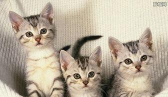 猫咪网站视频,萌宠瞬间，治愈你的心灵