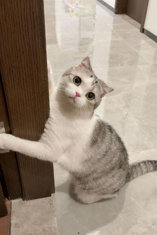 猫咪网站视频,萌宠瞬间，治愈你的心灵