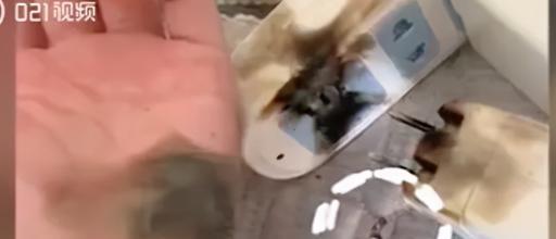 插洞洞视频,揭秘创意无限的生活趣味