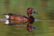 黑鸭子视频,探寻神秘黑鸭子家族的传奇故事