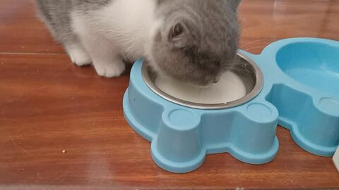小猫喝奶视频,小猫喝奶温馨瞬间