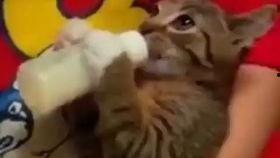 小猫喝奶视频,小猫喝奶温馨瞬间