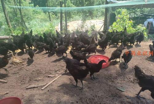 土鸡养殖视频,从视频中学到的养殖秘诀