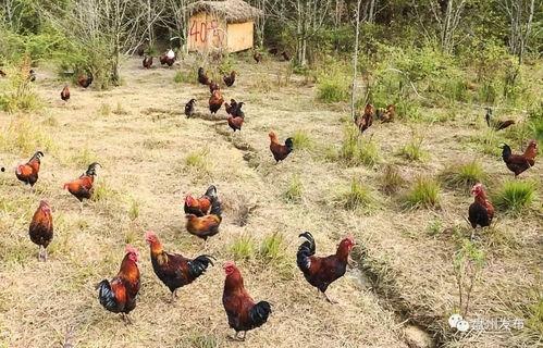 土鸡养殖视频,从视频中学到的养殖秘诀