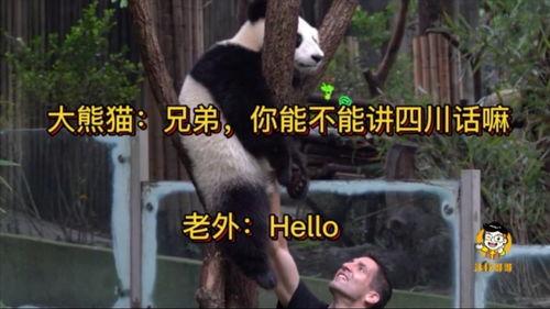 搞笑四川话视频,四川方言搞笑视频大盘点
