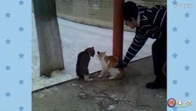 搞笑打架视频,笑料百出！一场搞笑打架视频的欢乐盛宴