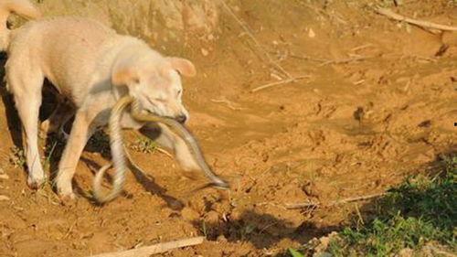 狗抓蛇视频大全集,惊险瞬间！狗抓蛇视频大全集精彩回顾