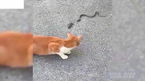 狗抓蛇视频大全集,惊险瞬间！狗抓蛇视频大全集精彩回顾