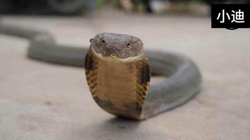 狗抓蛇视频大全集,惊险瞬间！狗抓蛇视频大全集精彩回顾