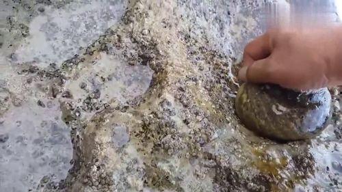 捡螺视频,跟随捡螺达人揭秘海洋螺贝世界