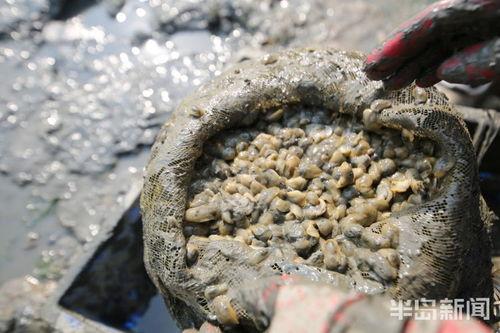 捡螺视频,跟随捡螺达人揭秘海洋螺贝世界