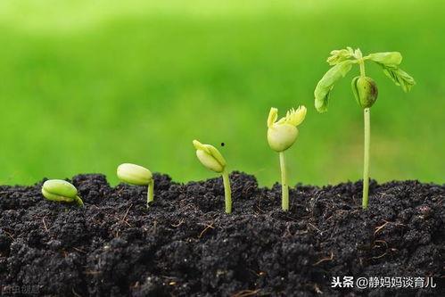 种子发芽视频