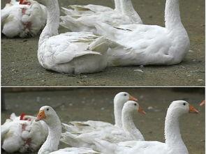 大白鹅的视频,萌态百出，温馨瞬间大盘点