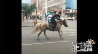 搞笑骑马视频,搞笑骑马视频集锦，马儿也忍不住笑出声